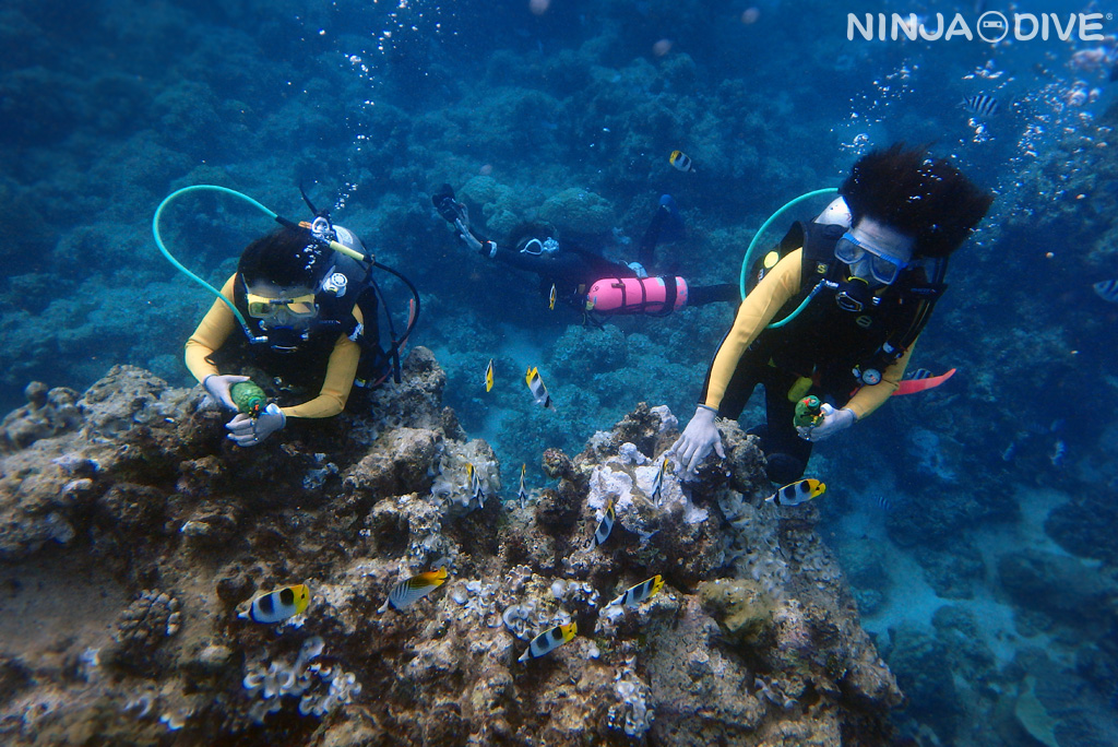 ボート体験ダイビング