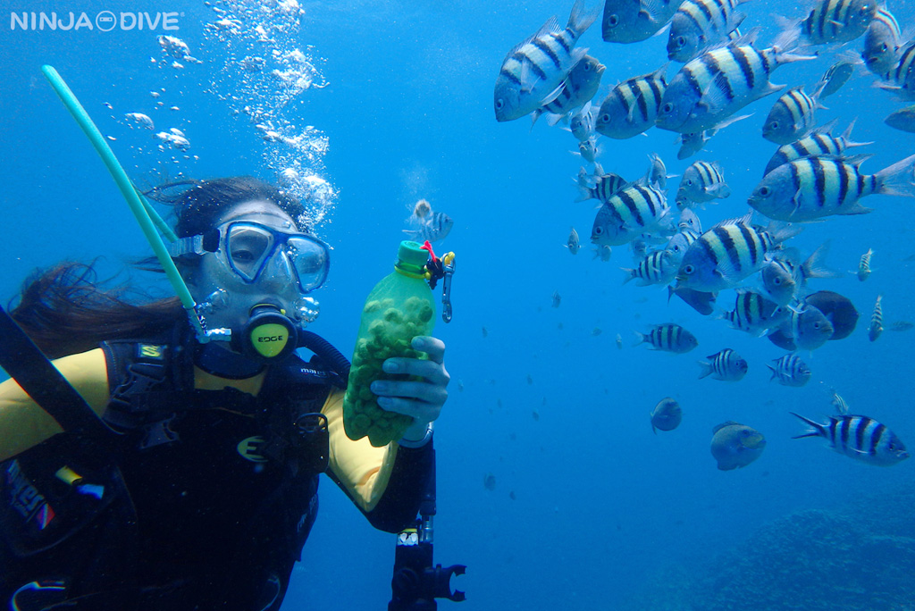 ビーチ＆ボート体験ダイビング