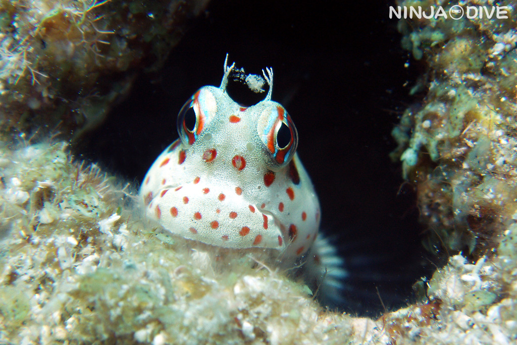 モンツキカエルウオ
