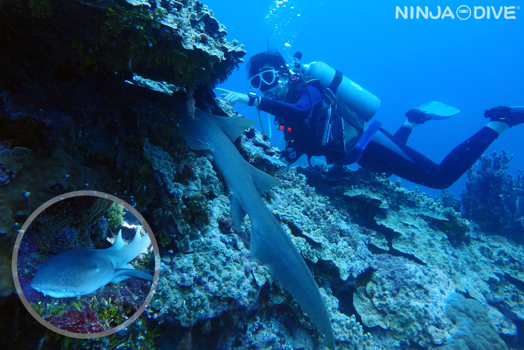 ナースシャーク