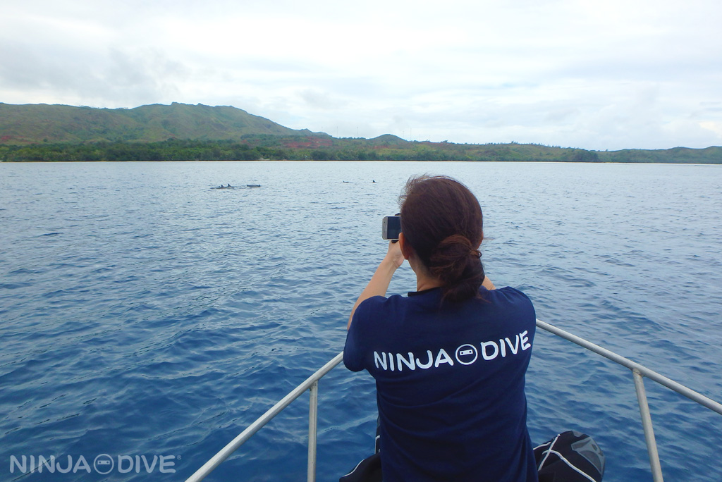 イルカウォッチング