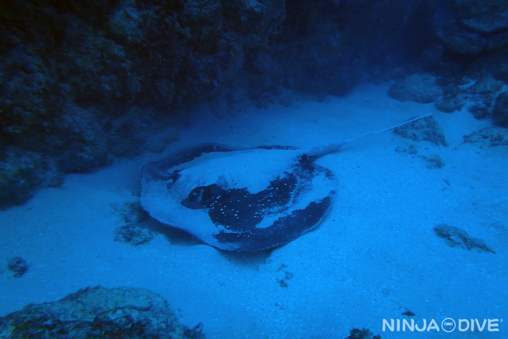 グアム北部 ファンダイビング マングローブエイ