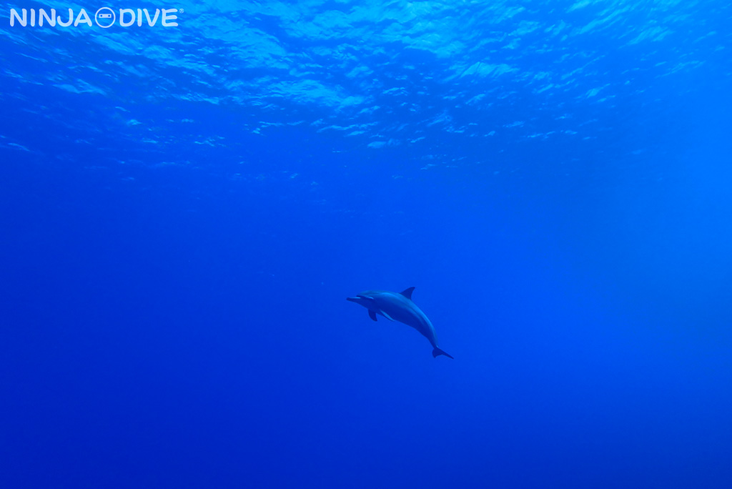 グアム南部 ファンダイビング イルカ