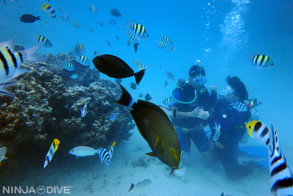 誕生日ダイビング