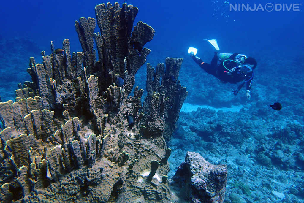グアム 北部 ダイビング ファンダイビング ファイヤーコーラル