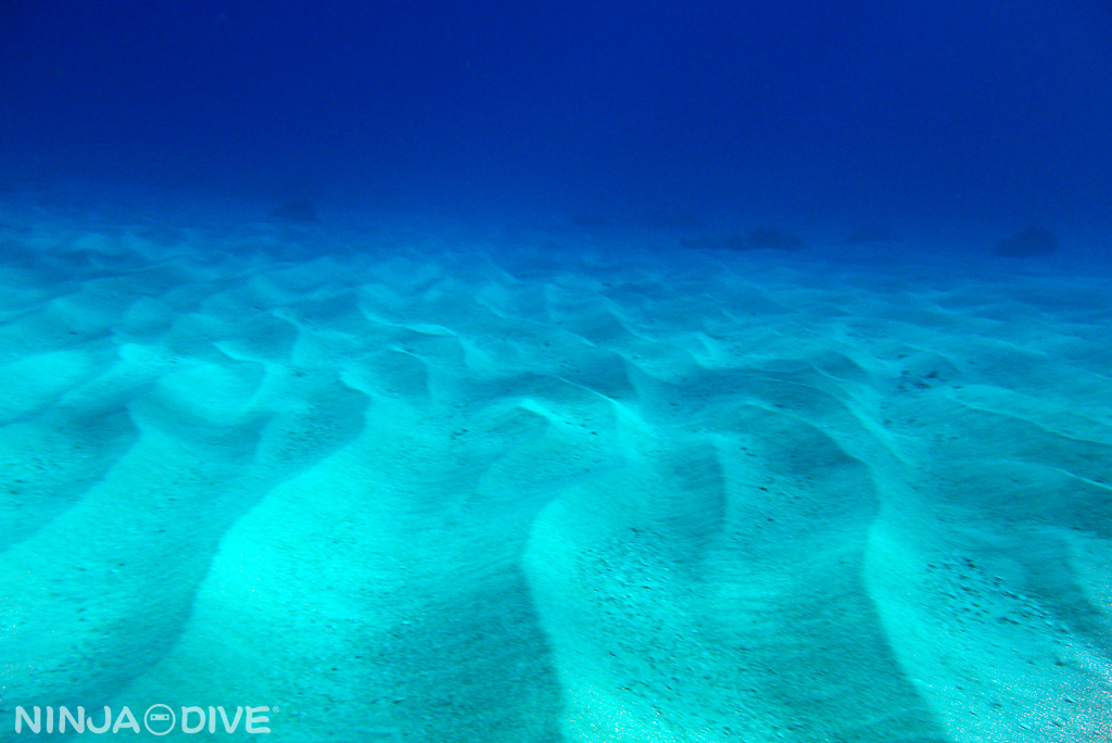 グアム北部 ファンダイビング ダブルリーフ 砂地 チンアナゴ