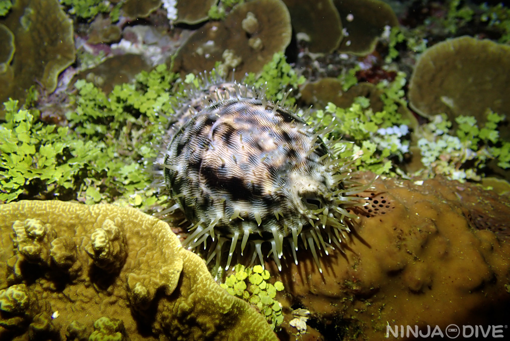グアム ナイトダイビング ボート 夜行性の星宝貝