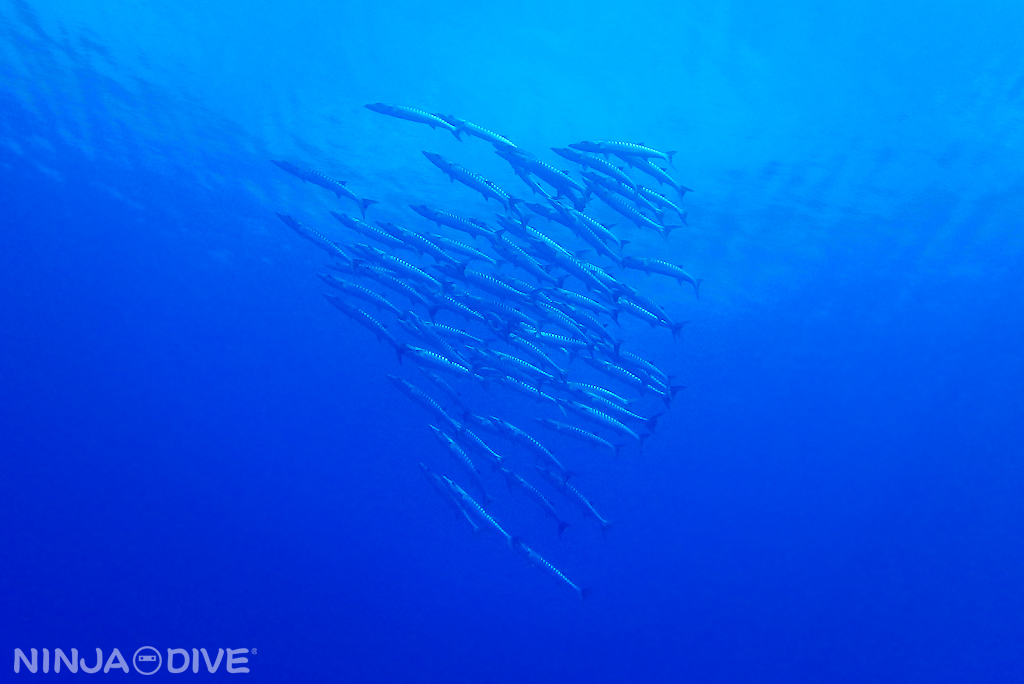 バラクーダ ファンダイビング グアム グアム北部