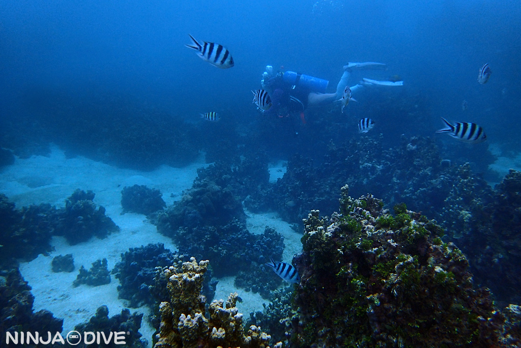 グアム南部 ファンダイビング ボートダイビング コーラルガーデン