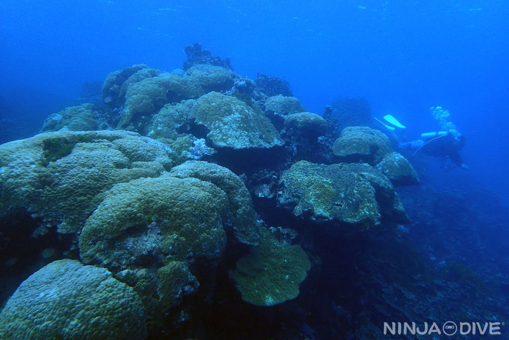 ココス島 ファンダイビング ボートダイビング