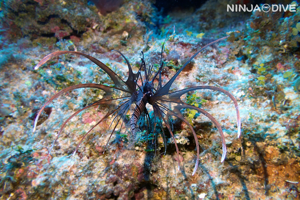 ハナミノカサゴ ファンダイビング グアム 水中生物