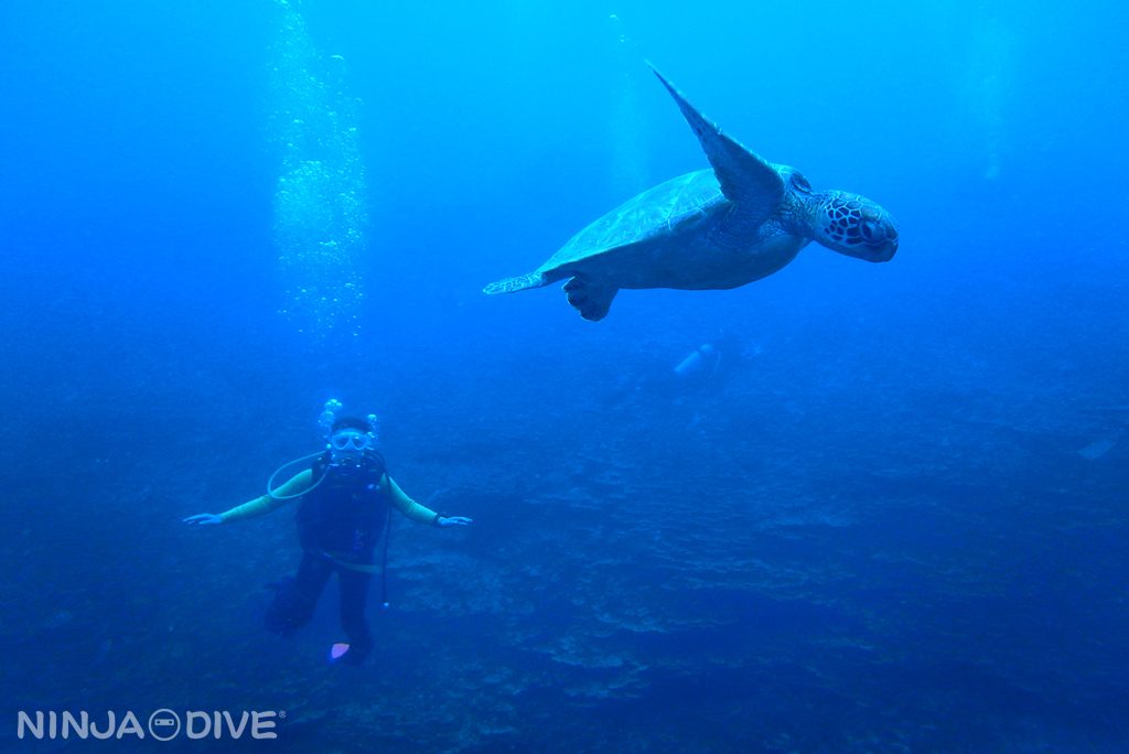 ファンダイビング ボートダイビング フィンガーリーフ