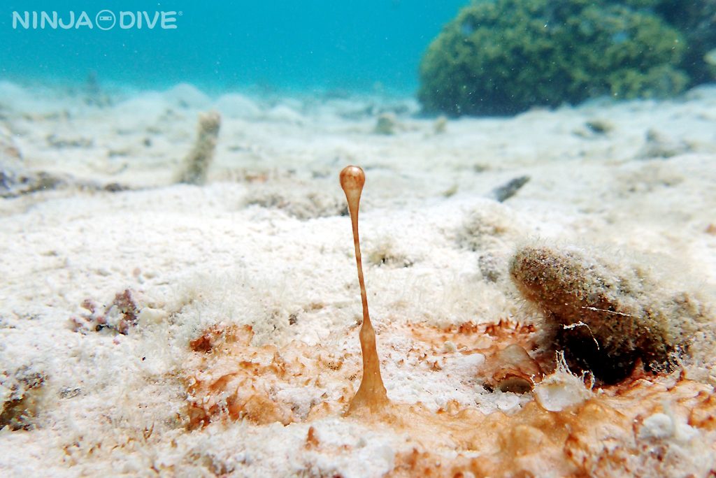 グアム ファンダイビング 体験ダイビング 幻想的 不思議な光景