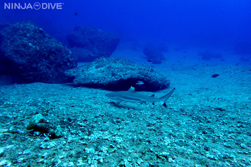 グアム中部 ファンダイビング ボートダイビング バラクーダロック クレバス ブラックチップシャーク