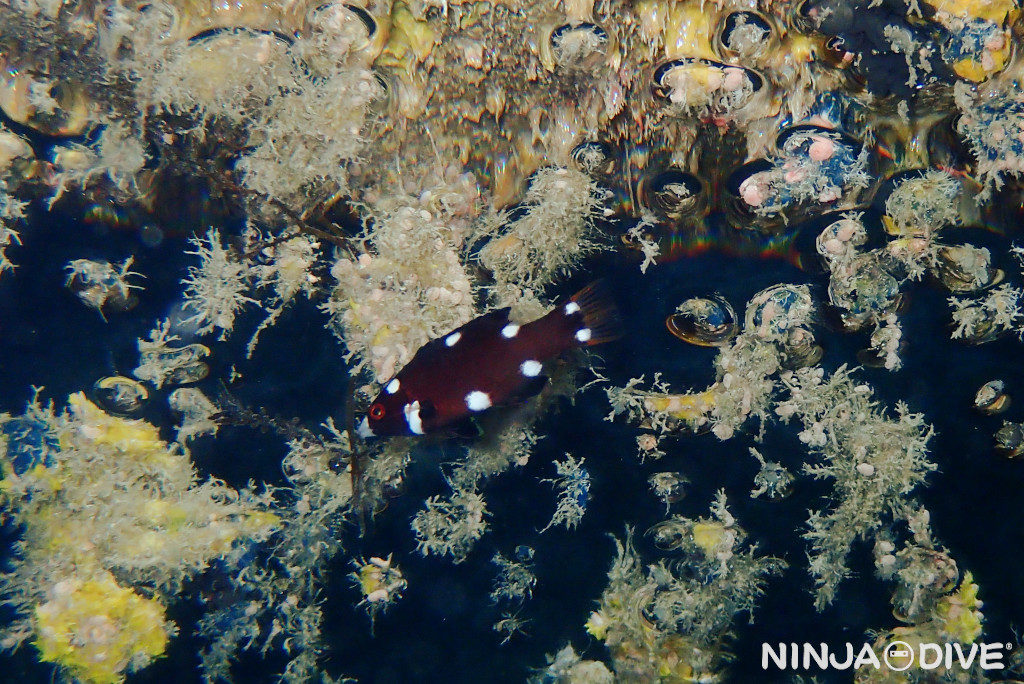 グアム ファンダイビング ボートダイビング ビーチダイビング スミツキベラ 幼魚