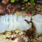 グアム コロナ ロックダウン ダイビング スノーケル ウミホオズキ テングニシ 貝の卵