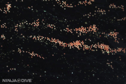 グアム コロナ ナイトダイビング ダイビング スノーケル 珊瑚 産卵 サンゴ
