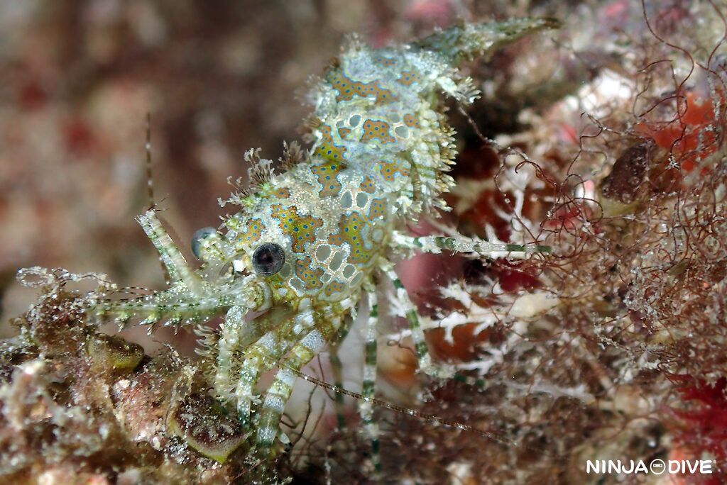 貸し切り プライベート チャーターボート ファンダイビング ボートダイビング ナイトダイビング ナイトダイブ グアム ダイビング ビギナー 初心者 少人数 ウミウシ ダイビングショップ グアム オニダルマオコゼ フシウデサンゴモエビ ビーチダイビング