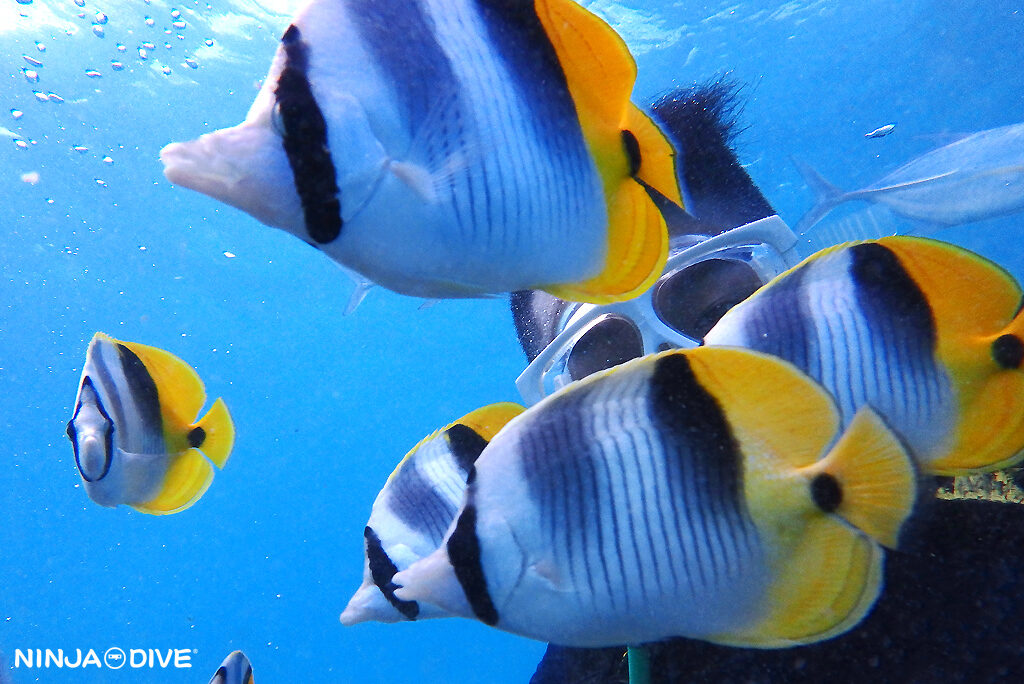 貸し切り プライベート ビーチダイビング グアム 体験ダイビング ビギナー 初心者 ダイビングショップ 水中展望台 お魚いっぱい おひとりさま