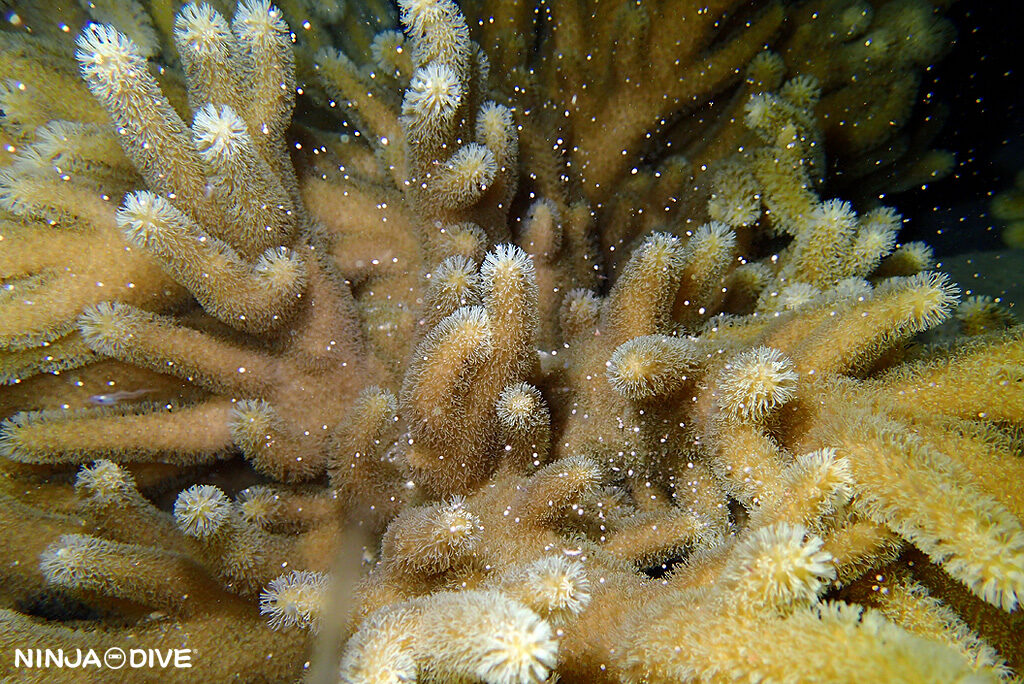 グアム ナイトダイビング ダイビング ダイビングショップ 珊瑚 産卵 サンゴの産卵 サンゴ ビーチダイビング ナグラカタトサカ 放精 放卵 ソフトコーラル