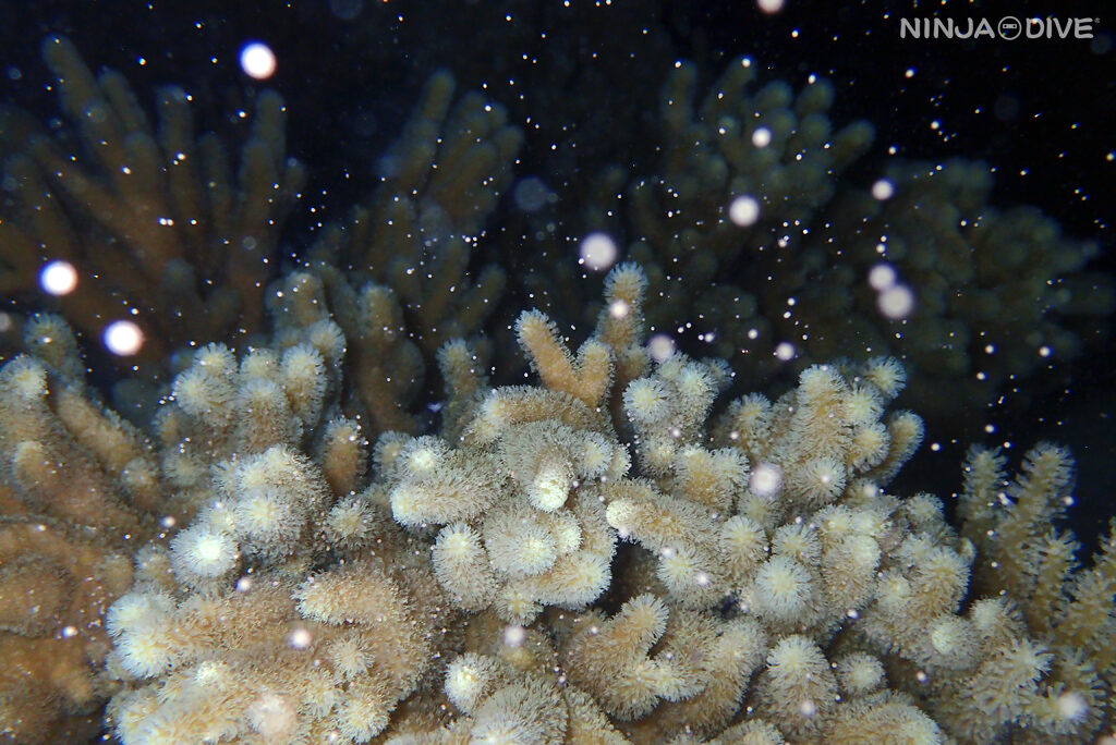 グアム ナイトダイビング ダイビング ダイビングショップ 珊瑚 産卵 サンゴの産卵 サンゴ ビーチダイビング ナグラカタトサカ 放精 放卵 ソフトコーラル