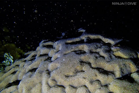 グアム ナイトダイビング ダイビング ダイビングショップ 珊瑚 産卵 サンゴの産卵 サンゴ ビーチダイビング コブハマサンゴ 放精 放卵