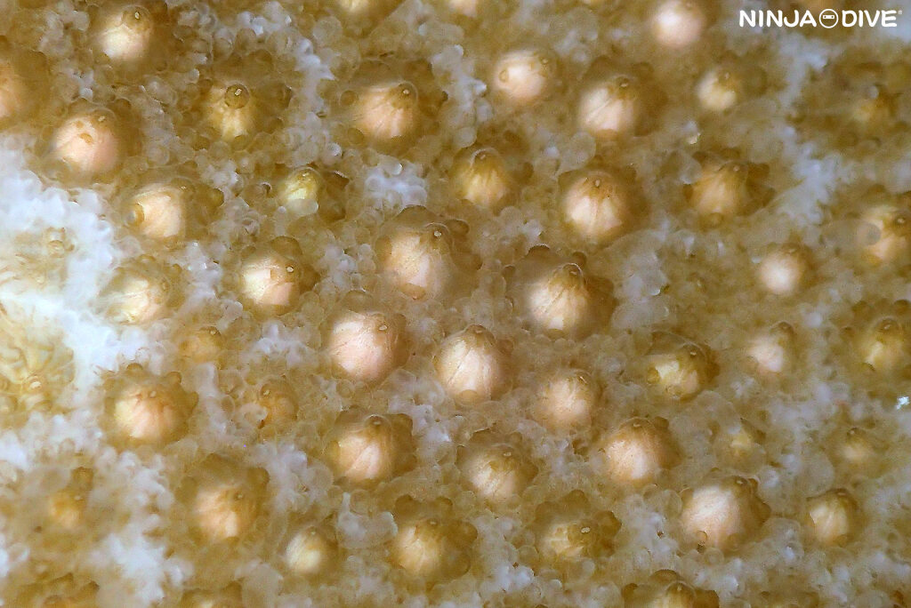 グアム ナイトダイビング ダイビング ダイビングショップ 珊瑚 産卵 サンゴの産卵 サンゴ ビーチダイビング コモンキクメイシ
