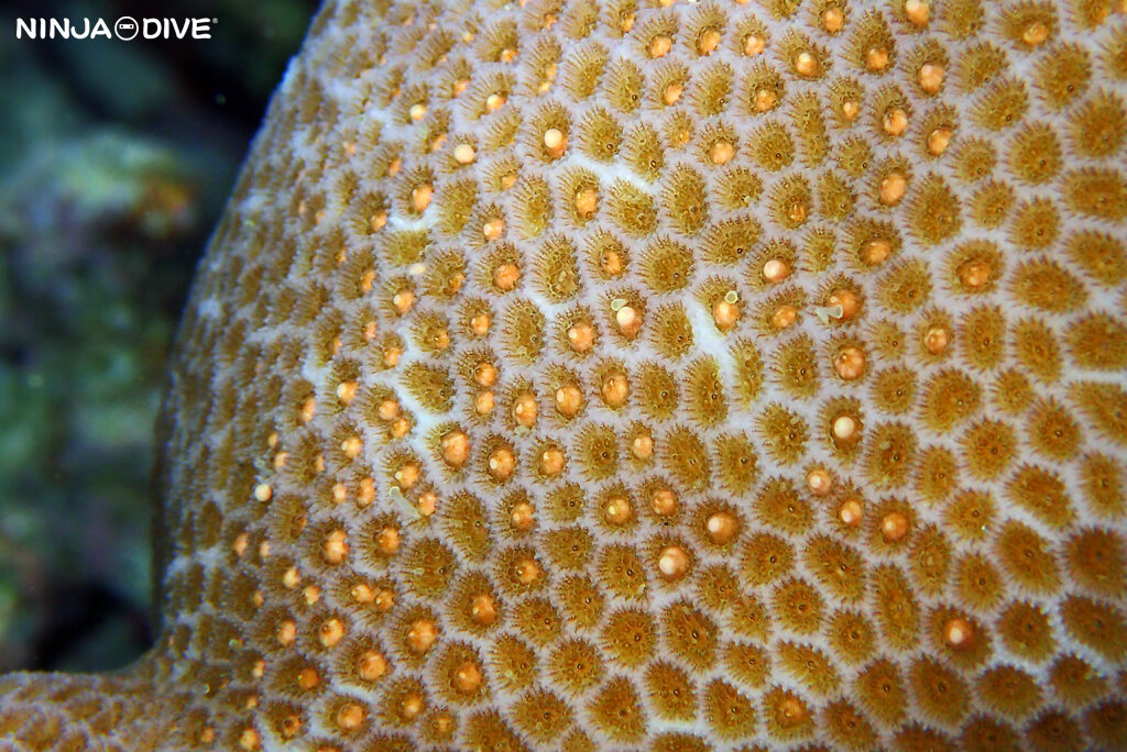 グアム ナイトダイビング ダイビング ダイビングショップ 珊瑚 産卵 サンゴの産卵 サンゴ ビーチダイビング コモンキクメイシ