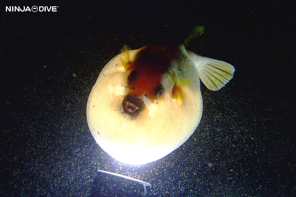 NINJA DIVE 忍者ダイブ グアム ナイトダイビング ダイビング ダイビングショップ ビーチダイビング ビギナー 少人数 初心者 ブランク リフレッシュ カップル 水中生物