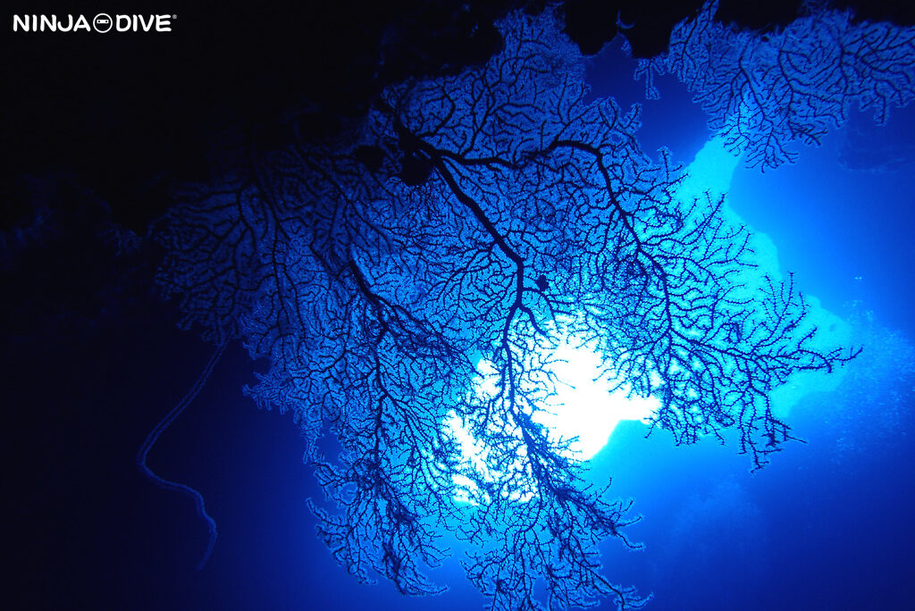 NINJA DIVE 忍者ダイブ 貸し切り プライベート チャーター ファンダイビング ボートダイビング グアム ダイビング ビギナー 初心者 少人数 ブルーホール ブルーアンドホワイト グラスブレイクウォーター ダイビングショップ ブランクダイバー リフレッシュ