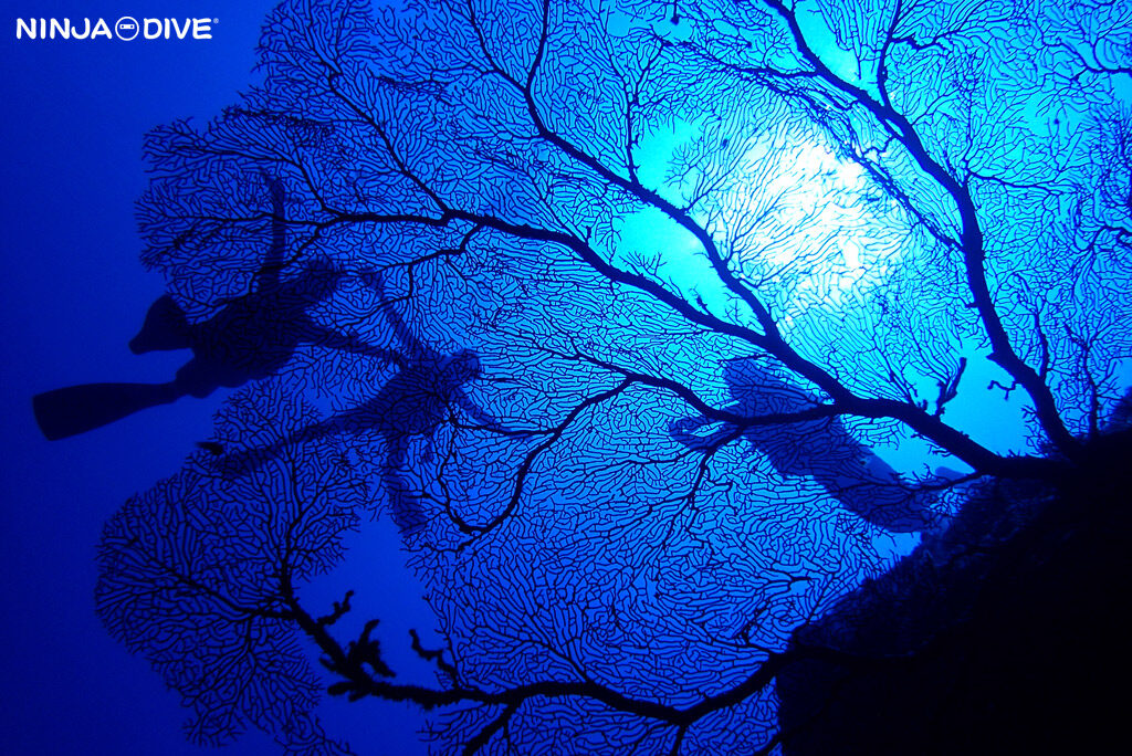 NINJA DIVE 忍者ダイブ 貸し切り プライベート チャーター ファンダイビング ボートダイビング グアム ダイビング ビギナー 初心者 少人数 クレバス フィンガーリーフ ダイビングショップ ブランクダイバー リフレッシュ