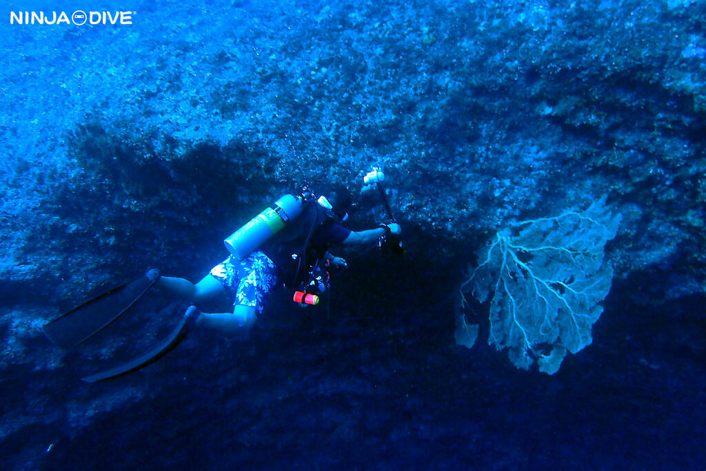 NINJA DIVE 忍者ダイブ 貸し切り プライベート チャーター ファンダイビング ボートダイビング グアム ダイビング ビギナー 初心者 少人数 クレバス フィンガーリーフ ダイビングショップ ブランクダイバー リフレッシュ