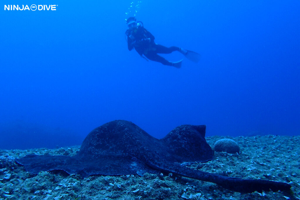 NINJA DIVE 忍者ダイブ 貸し切り プライベート チャーター ファンダイビング ボートダイビング グアム ダイビング ビギナー 初心者 少人数 クレバス ターザンケーブ ダイビングショップ おひとりさま歓迎 クリスマス