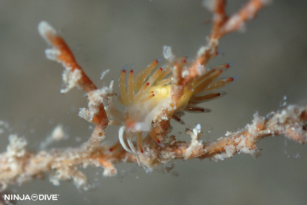 貸し切り プライベート チャーターボート ボートチャーター ファンダイビング ボートダイビング ビーチダイビング ナイトダイビング ナイトダイブ グアム ダイビング ビギナー 初心者 少人数 ウミウシ ダイビングショップ グアム シロタエミノウミウシ属 ユビウミウシ セジロモウミウシ 