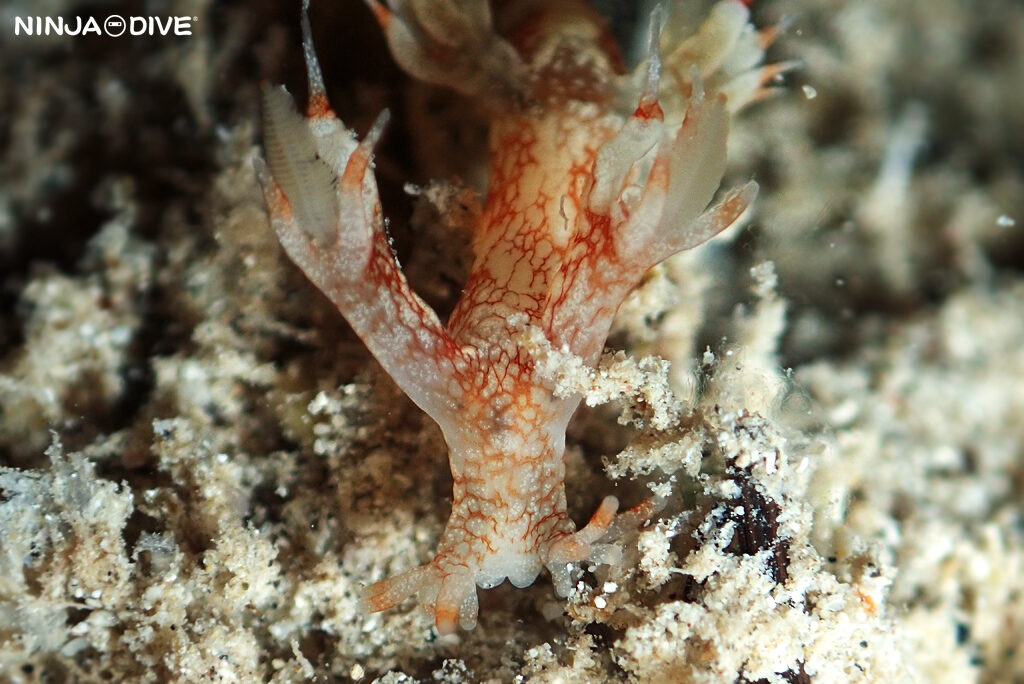 貸し切り プライベート チャーターボート ボートチャーター ファンダイビング ボートダイビング ビーチダイビング ナイトダイビング ナイトダイブ グアム ダイビング ビギナー 初心者 少人数 ウミウシ ダイビングショップ グアム シロタエミノウミウシ属 ユビウミウシ セジロモウミウシ