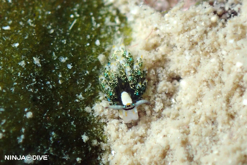 貸し切り プライベート チャーターボート ボートチャーター ファンダイビング ボートダイビング ビーチダイビング ナイトダイビング ナイトダイブ グアム ダイビング ビギナー 初心者 少人数 ウミウシ ダイビングショップ グアム シロタエミノウミウシ属 ユビウミウシ セジロモウミウシ