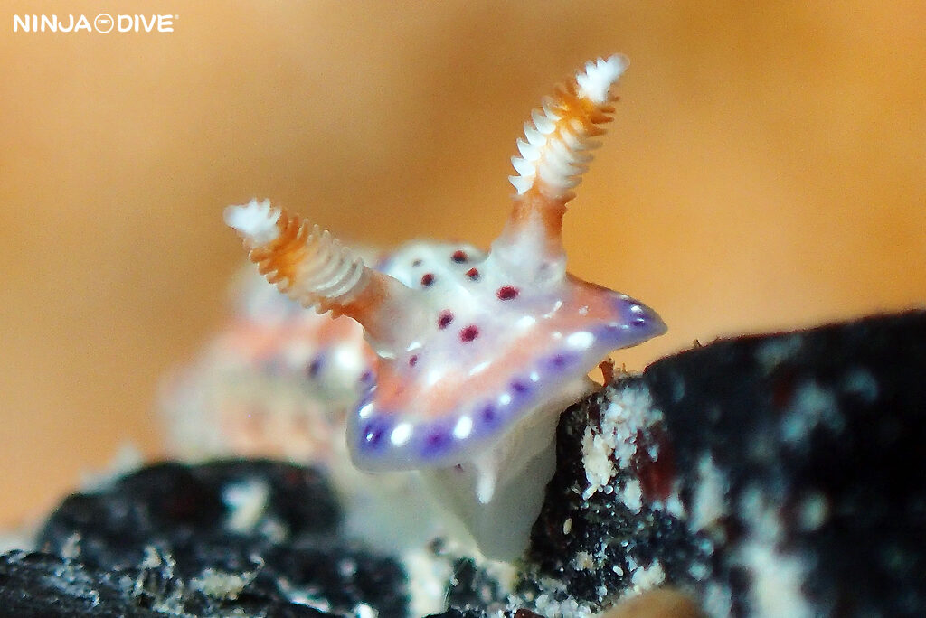 貸し切り プライベート チャーターボート ボートチャーター ファンダイビング ボートダイビング ビーチダイビング ナイトダイビング ナイトダイブ グアム ダイビング ビギナー 初心者 少人数 ウミウシ ダイビングショップ グアム ニヨリセンテンイロウミウシ サンドラミノウミウシ ユニデンティア属 ウツセミミノウミウシ