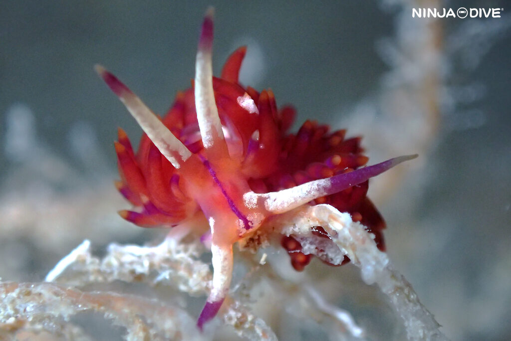 貸し切り プライベート チャーターボート ボートチャーター ファンダイビング ボートダイビング ビーチダイビング ナイトダイビング ナイトダイブ グアム ダイビング ビギナー 初心者 少人数 ウミウシ ダイビングショップ グアム ニヨリセンテンイロウミウシ サンドラミノウミウシ ユニデンティア属 ウツセミミノウミウシ