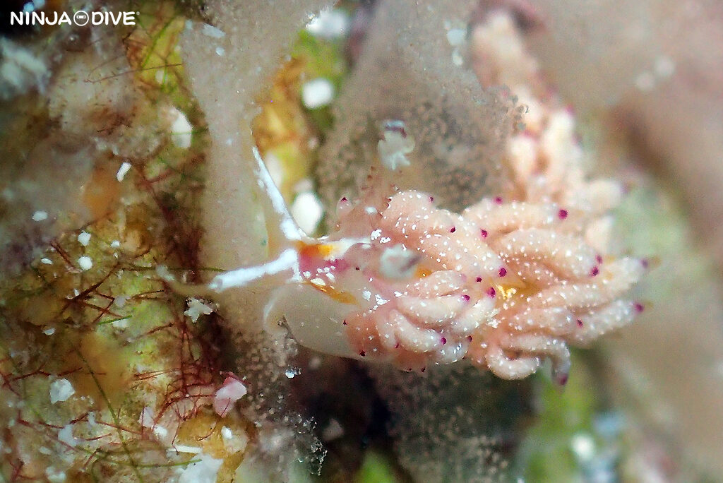 貸し切り プライベート チャーターボート ボートチャーター ファンダイビング ボートダイビング ビーチダイビング ナイトダイビング ナイトダイブ グアム ダイビング ビギナー 初心者 少人数 ウミウシ ダイビングショップ グアム ニヨリセンテンイロウミウシ サンドラミノウミウシ ユニデンティア属 ウツセミミノウミウシ