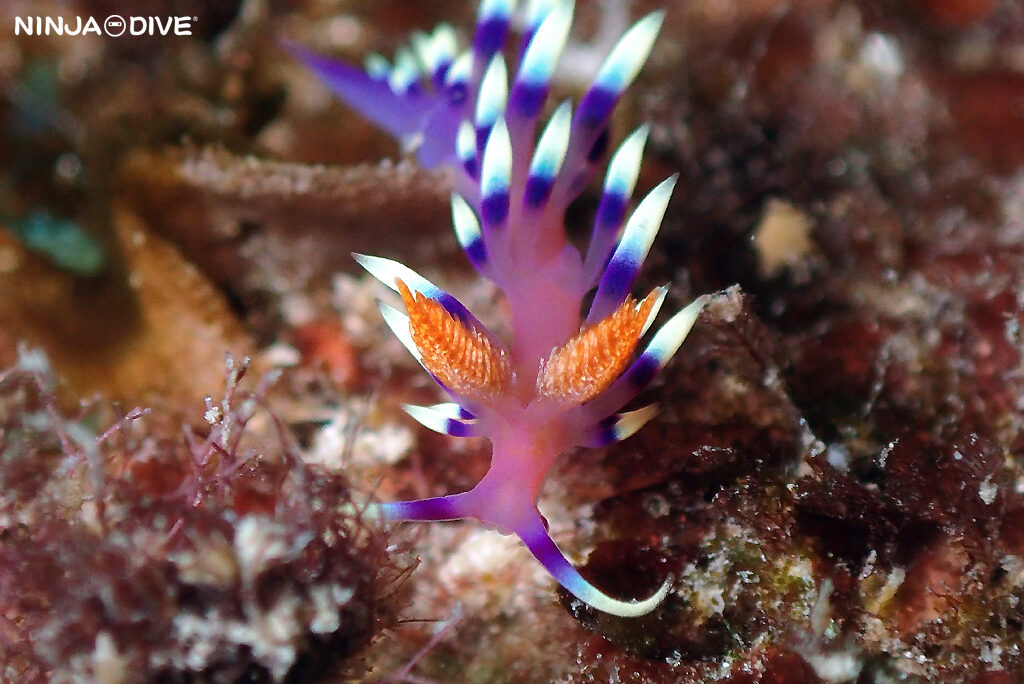 貸し切り プライベート チャーターボート ボートチャーター ファンダイビング ボートダイビング ビーチダイビング ナイトダイビング ナイトダイブ グアム ダイビング ビギナー 初心者 少人数 ウミウシ ダイビングショップ グアム アデヤカミノウミウシ ハルゲルダグアハン チゴミドリガイ