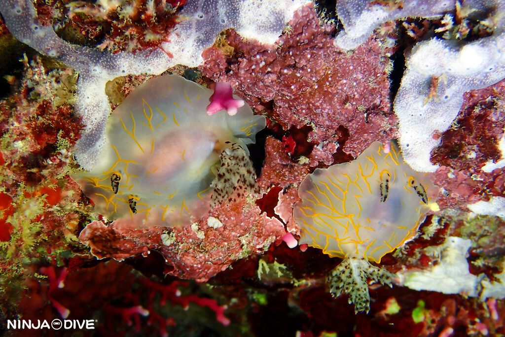 貸し切り プライベート チャーターボート ボートチャーター ファンダイビング ボートダイビング ビーチダイビング ナイトダイビング ナイトダイブ グアム ダイビング ビギナー 初心者 少人数 ウミウシ ダイビングショップ グアム アデヤカミノウミウシ ハルゲルダグアハン チゴミドリガイ