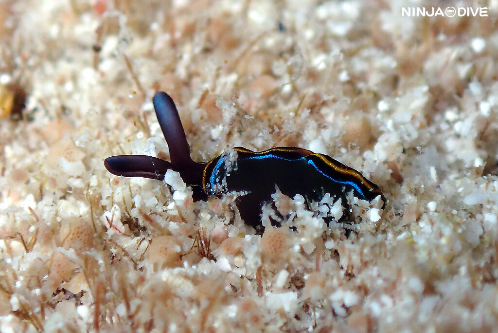 貸し切り プライベート チャーターボート ボートチャーター ファンダイビング ボートダイビング ビーチダイビング ナイトダイビング ナイトダイブ グアム ダイビング ビギナー 初心者 少人数 ウミウシ ダイビングショップ グアム アデヤカミノウミウシ ハルゲルダグアハン チゴミドリガイ