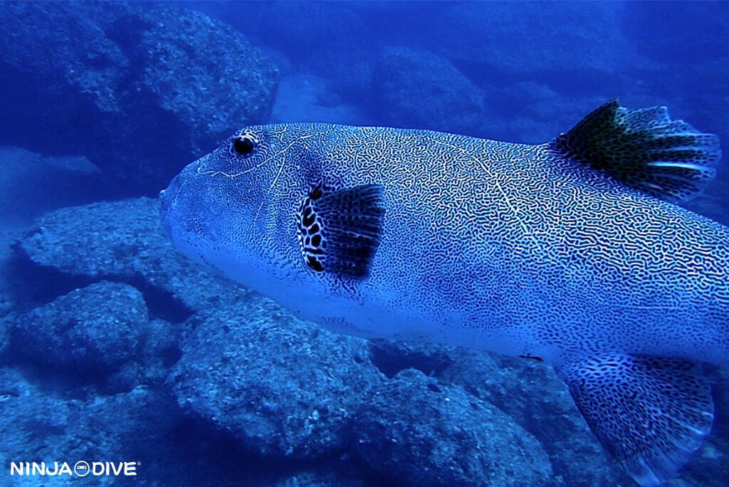 NINJA DIVE 忍者ダイブ 貸し切り プライベート チャーター ファンダイビング ボートダイビング グアム ダイビング ビギナー 初心者 少人数 バラクーダロック ウェスタンショールズ ダイビングショップ おひとりさま歓迎 クリスマス モヨウフグ 洞窟 ケーブ