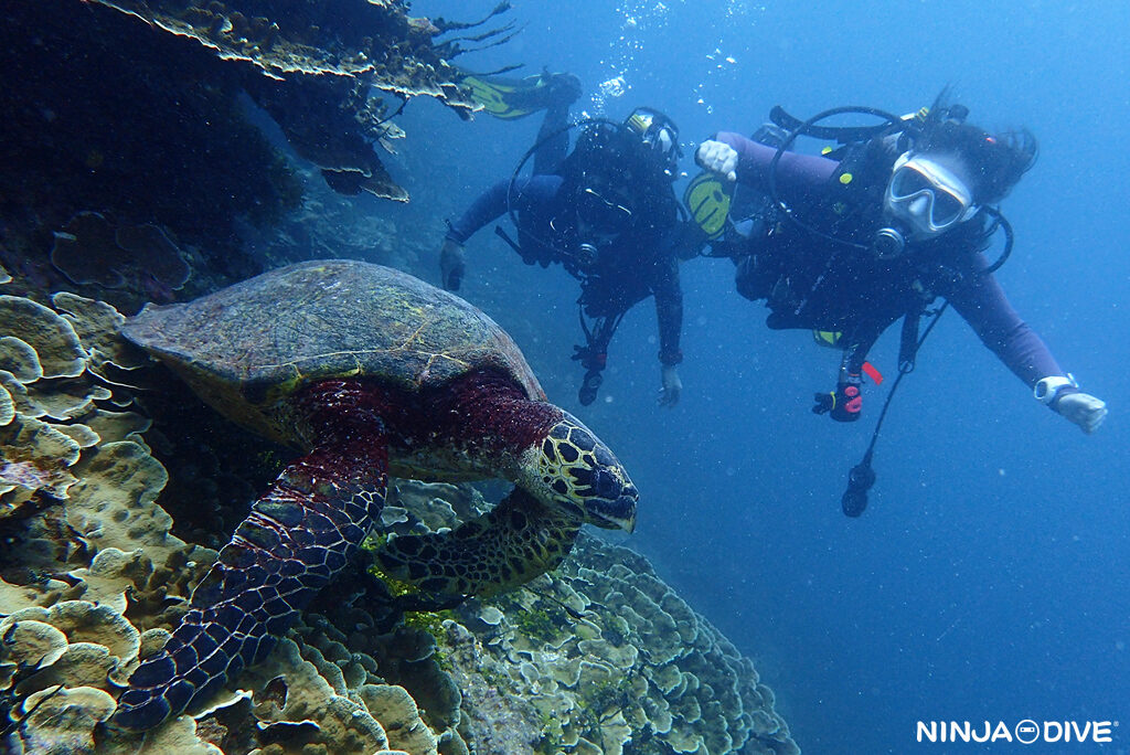 NINJA DIVE 忍者ダイブ 貸し切り プライベート チャーター ボートチャーター ファンダイビング ボートダイビング グアム ダイビング ビギナー 初心者 少人数 シュノーケリング ダイビングショップ 家族 お子様連れ グアム ブルーホール 洞窟 カメ