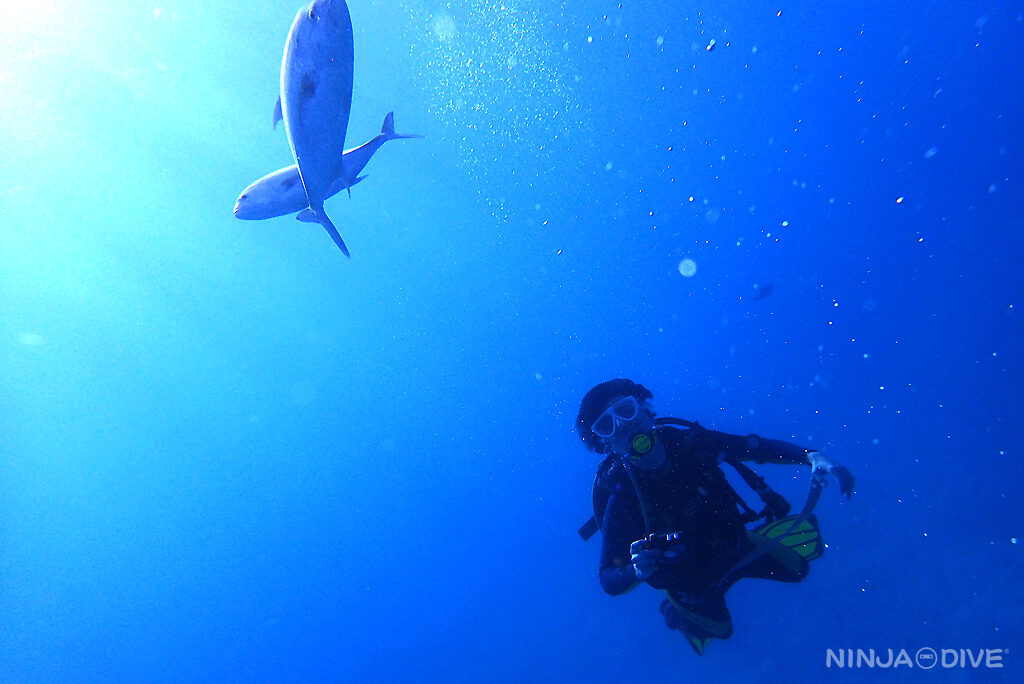 忍者ダイブ NINJA DIVE アドバンスドオープンウォーター ライセンス ダイビング講習 グアム ダイビング ビギナー 初心者 ビーチダイビング ダイビングショップ AOW