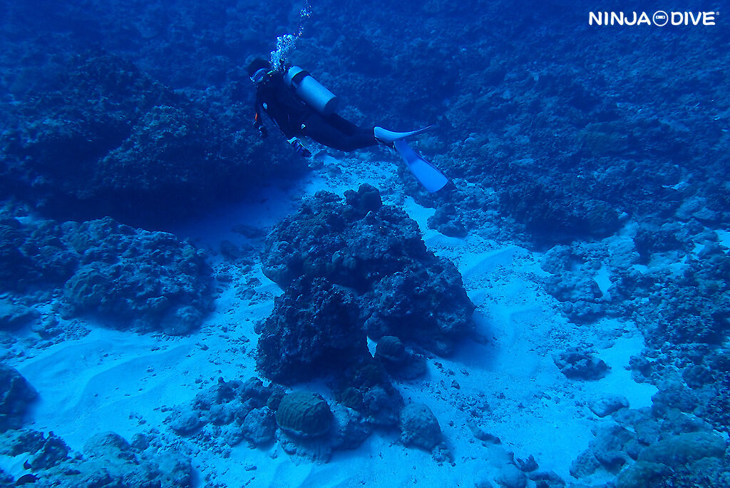 NINJA DIVE 忍者ダイブ 貸し切り プライベート チャーター ファンダイビング ボートダイビング グアム ダイビング ビギナー 初心者 少人数 ブルーアンドホワイト アメリカンタンカー 沈船 レック ダイビングショップ おひとりさま 女子旅