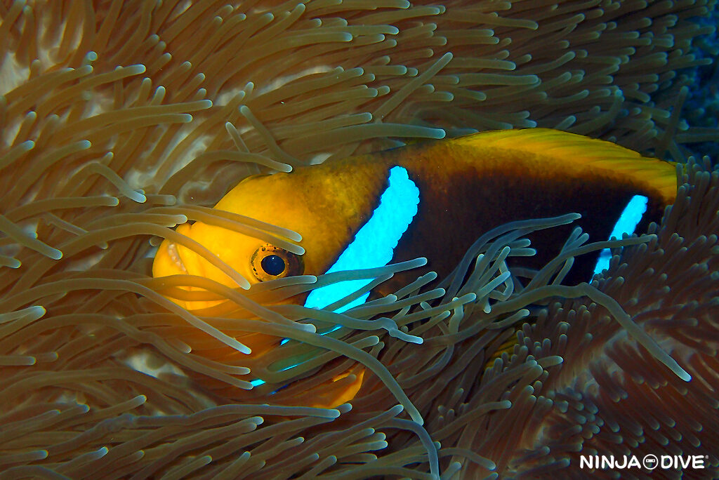 NINJA DIVE 忍者ダイブ 貸し切り プライベート チャーター ファンダイビング ボートダイビング グアム ダイビング ビギナー 初心者 少人数 ブルーアンドホワイト アメリカンタンカー 沈船 レック ダイビングショップ おひとりさま 女子旅 固有種 オレンジフィンアネモネフィッシュ