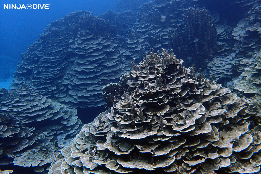 NINJA DIVE 忍者ダイブ 貸し切り プライベート チャーター ファンダイビング ボートダイビング グアム ダイビング ビギナー 初心者 少人数 ブルーアンドホワイト アメリカンタンカー 沈船 レック ダイビングショップ おひとりさま 女子旅