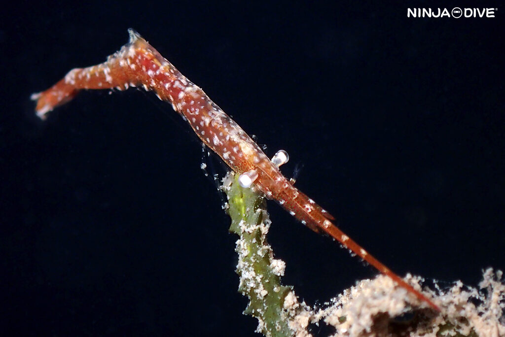 貸し切り プライベート チャーターボート ボートチャーター ファンダイビング ボートダイビング ビーチダイビング ナイトダイビング ナイトダイブ グアム ダイビング ビギナー 初心者 少人数 ダイビングショップ グアム キンチャクガニ 貝 トガリモエビ マクロ