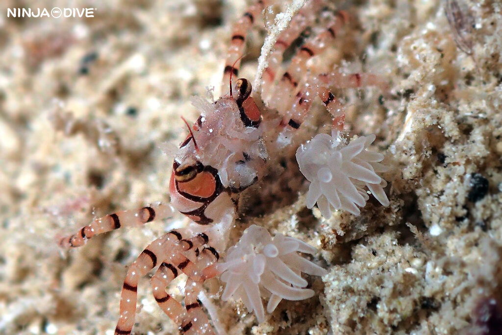 貸し切り プライベート チャーターボート ボートチャーター ファンダイビング ボートダイビング ビーチダイビング ナイトダイビング ナイトダイブ グアム ダイビング ビギナー 初心者 少人数 ダイビングショップ グアム キンチャクガニ 貝 トガリモエビ マクロ